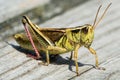 Two Striped Grasshopper Royalty Free Stock Photo