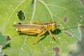 Two-striped Grasshopper Feeding on Leaf