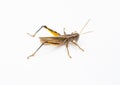 Two-striped Grasshopper Royalty Free Stock Photo