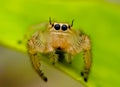 The two-striped jumper, or Telamonia dimidiata, is a jumping spider found in various Asian tropical rain forests, Royalty Free Stock Photo