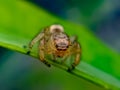 The two-striped jumper, or telamonia dimidiata, is a jumping spider found in various Asian tropical rain forests, Royalty Free Stock Photo