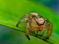 The two-striped jumper, or Telamonia dimidiata, is a jumping spider found in various Asian tropical rain forests, Royalty Free Stock Photo