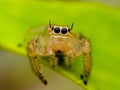 The two-striped jumper, or Telamonia dimidiata, is a jumping spider found in various Asian tropical rain forests, Royalty Free Stock Photo