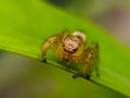 The two-striped jumper, or Telamonia dimidiata, is a jumping spider found in various Asian tropical rain forests, Royalty Free Stock Photo