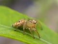 The two-striped jumper, or Telamonia dimidiata, is a jumping spider found in various Asian tropical rain forests, Royalty Free Stock Photo