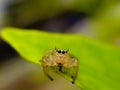The two-striped jumper, or Telamonia dimidiata, is a jumping spider found in various Asian tropical rain forests, Royalty Free Stock Photo