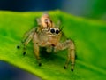 The two-striped jumper, or Telamonia dimidiata, is a jumping spider found in various Asian tropical rain forests, Royalty Free Stock Photo