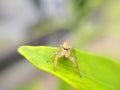 The two-striped jumper, or Telamonia dimidiata, is a jumping spider found in various Asian tropical rain forests, Royalty Free Stock Photo