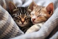 Two striped kittens are lying and sleeping in embrace Royalty Free Stock Photo