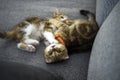 Two striped kittens are playing on the dark fabric sofa. Orange striped Scottish cat, pure pedigree, beautiful and cute. are Royalty Free Stock Photo