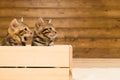 Two striped kittens sitting in a wooden box on the background of a wooden wall Royalty Free Stock Photo