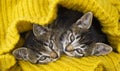 Two striped kittens are wrapped in a yellow knitted scarf. Seals play. Royalty Free Stock Photo