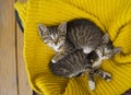 Two striped kittens are wrapped in a yellow knitted scarf. Seals play. Royalty Free Stock Photo