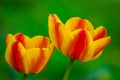 Two striped orange tulips, macro