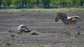 Two striped plains zebras resting in midday heat, one of them lying on the ground, in Etosha National Park, Namibia. Royalty Free Stock Photo