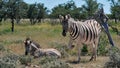 Two striped plains zebras, the young zebra lying on the ground, in Kalahari desert, Etosha National Park, Namibia. Royalty Free Stock Photo