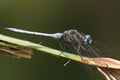 Two-Striped Skimmer, Orthetrum caffrum Royalty Free Stock Photo