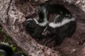 Two Striped Skunks Mephitis mephitis Look Left from Log Royalty Free Stock Photo
