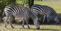 Two stripped zebras grazing