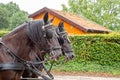 Two strong dark brown horse heads pulling a cart together Royalty Free Stock Photo