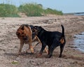 Two strong dogs fighting on the beach Royalty Free Stock Photo