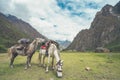 The two strong horsebacks are full of cargo. They are on their way to the village where the Inca Trail passes