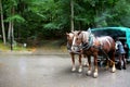 Two strong horses pull a traditional open carriage along a forest road near Neuschwanstein Castle