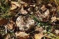 Two strong mushrooms of milk agaric  Russula delica grow in autumn grass under fallen leaves in sunny autumn day Royalty Free Stock Photo