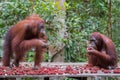 Two strong orangutan sitting on a wooden platform and eat rambutan (Kumai, Indonesia) Royalty Free Stock Photo