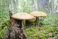 Two strong red-capped scaber stalk Leccinum aurantiacum mushrooms. Edible bolete mushrooms grew among moss