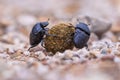 Two strong slogging dung beetles Royalty Free Stock Photo