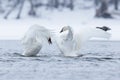 Two strutting trumpeter swans