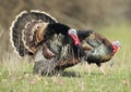 Two Strutting Turkeys Royalty Free Stock Photo