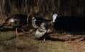 Two Strutting Turkeys Royalty Free Stock Photo