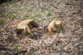 Two stump among dry oak leaves Royalty Free Stock Photo