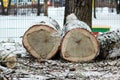 two stump of old poplar trees sawn off lie on snow. Royalty Free Stock Photo