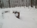 Two stump in the woods, covered with snow. Winter forest. Royalty Free Stock Photo