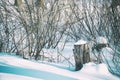 Two stumps in the woods with cap of snow Royalty Free Stock Photo