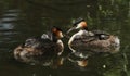 Two stunning adult Great crested Grebe Podiceps cristatus both with their cute babies riding on their backs swimming on a river.