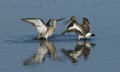 Two stunning Black-tailed Godwit Limosa limosa fighting.