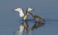 Two stunning Black-tailed Godwit Limosa limosa fighting.