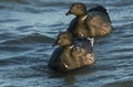 Two Brent Goose Branta bernicla swimming in the sea.