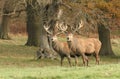 Two Red Deer stag Cervus elaphus at the edge of a wood during rutting season. Royalty Free Stock Photo