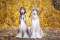 Two stylish Afghan hounds, dogs Royalty Free Stock Photo