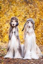 Two stylish Afghan hounds, dogs Royalty Free Stock Photo