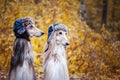 Two stylish Afghan hounds, dogs, in funny fur hats