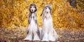 Two stylish Afghan hounds, dogs, in funny fur hats