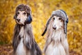 Two stylish Afghan hounds, dogs, in funny fur hats Royalty Free Stock Photo