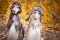 Two stylish Afghan hounds, dogs, in funny fur hats