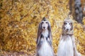 Two stylish Afghan hounds, dogs, in a military cap and field cap